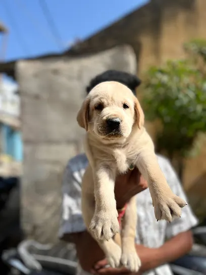 _sri_ranga_pet's_
