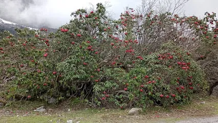 Sikkim on Wheels
