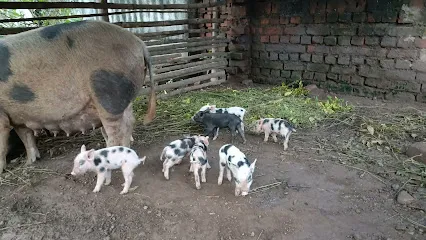 Pig Ferming