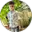 THE INSURANCE WALA