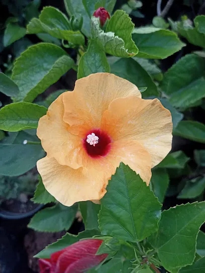 Dattatreya nursery