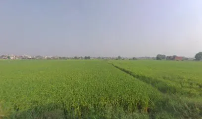 moga car disposal Kotkapura